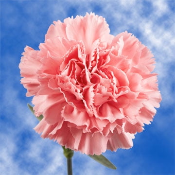 GlobalRose 100 Fresh Cut Pink Carnations - Fresh Flowers For Birthdays, Weddings or Anniversary.