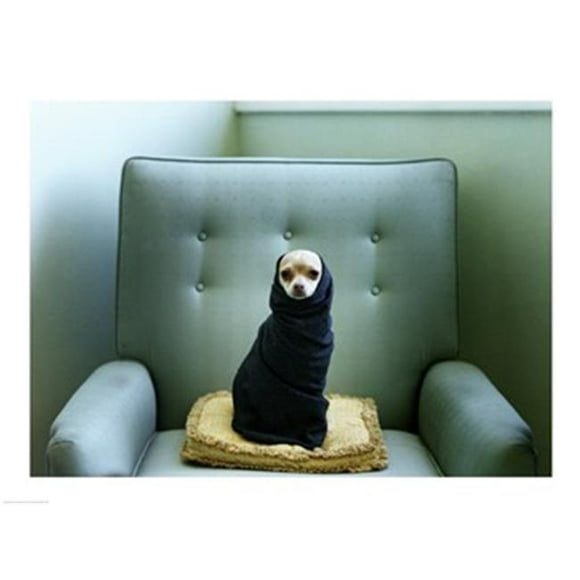 PVT/Superstock SAL1326102 un Chihuahua Enveloppé dans une Couverture Assise sur un Canapé -24 x 18- Affiche Imprimée