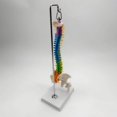 thumbnail image 2 of Flexible Spine Model for School Biology Class Model Display Stand flexible Anatomical Demonstration with Pelvis Femur, 2 of 8