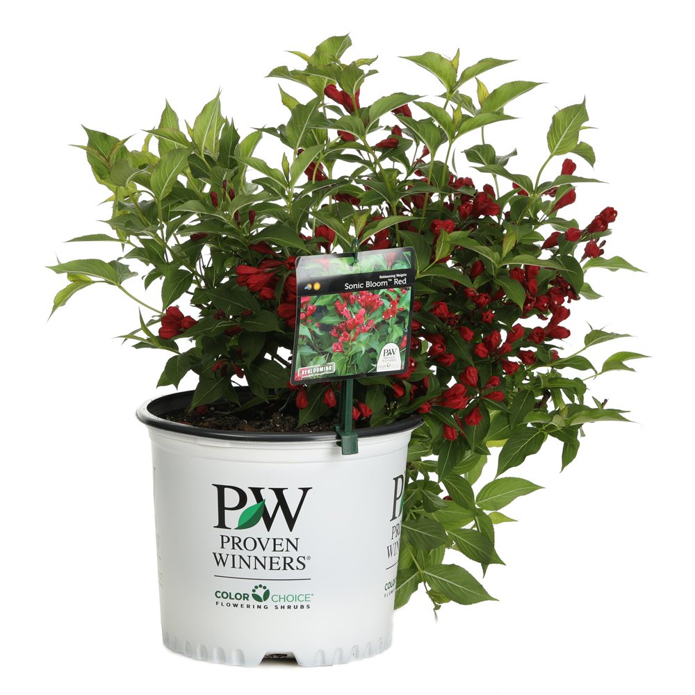 Proven Winners Sonic Bloom Red Reblooming Weigela Florida Live Shrub ...