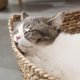 thumbnail image 2 of Puro Manual Rattan Tejido Gato Nido S Sin Afortunado Sencillez, 2 of 5