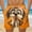 Orange, variant on BRGZLK Mens Beach Shorts Summer Drawstring Waist Funny Cute Expression Of Puppy Print Summer Swim Trunks Novelty Beachwear Sports Vacation Shorts with Pockets
