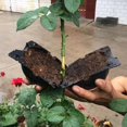 thumbnail image 2 of Plant Rooting Ball Grafting Rooting Growing Box Breeding Case Nursery Box L, 2 of 5