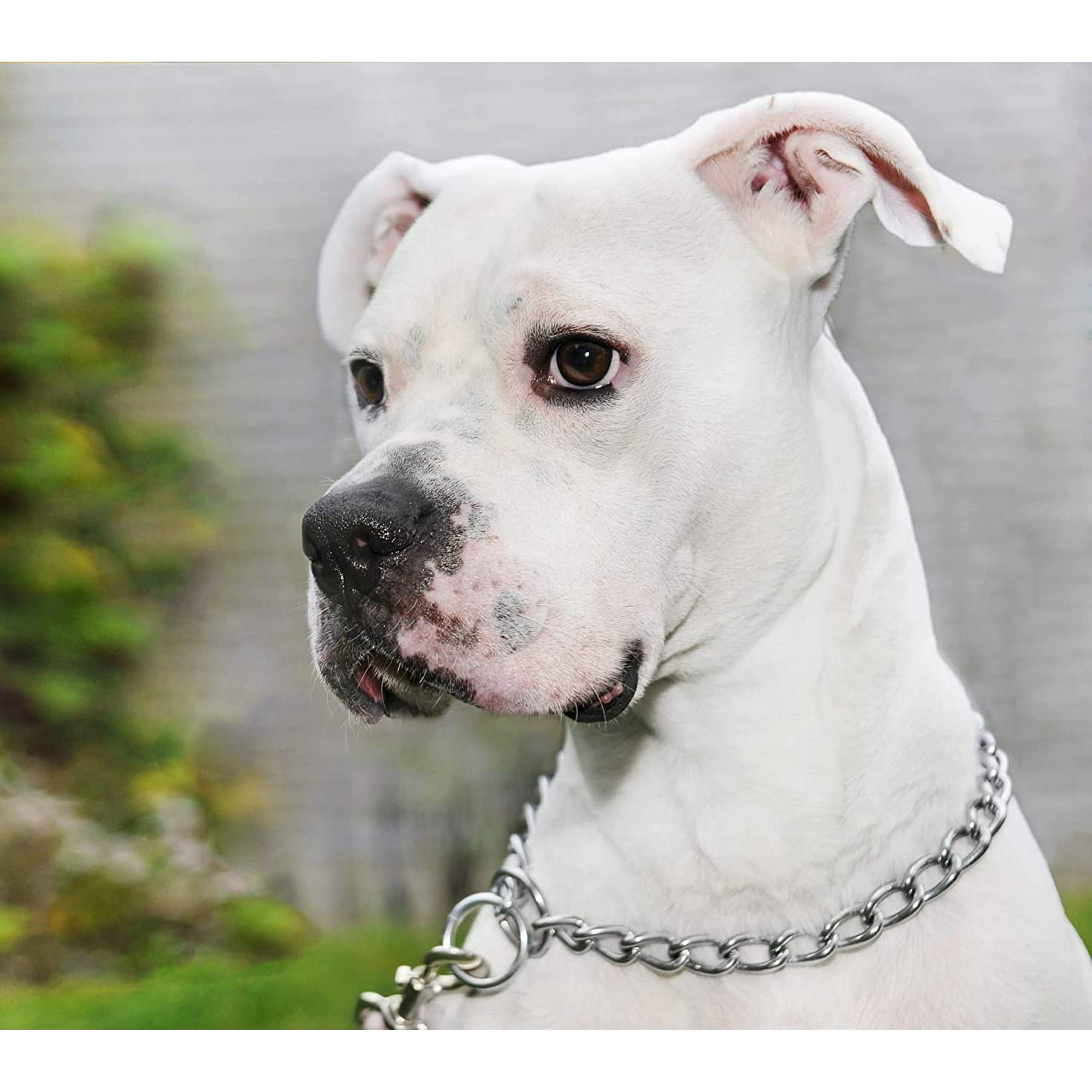 Chockeie Dog Collar Steel Dog Choke Collar Strong Adjustable Dog Training Collar for Pets S 2mmx40cm