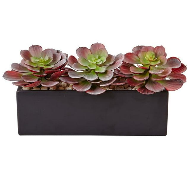 Echeveria Succulent en Planteur Rectangulaire