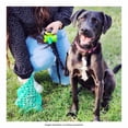 thumbnail image 5 of Bolsa para Mascotas Wecare 1 rollo + Dispensador, 5 of 5