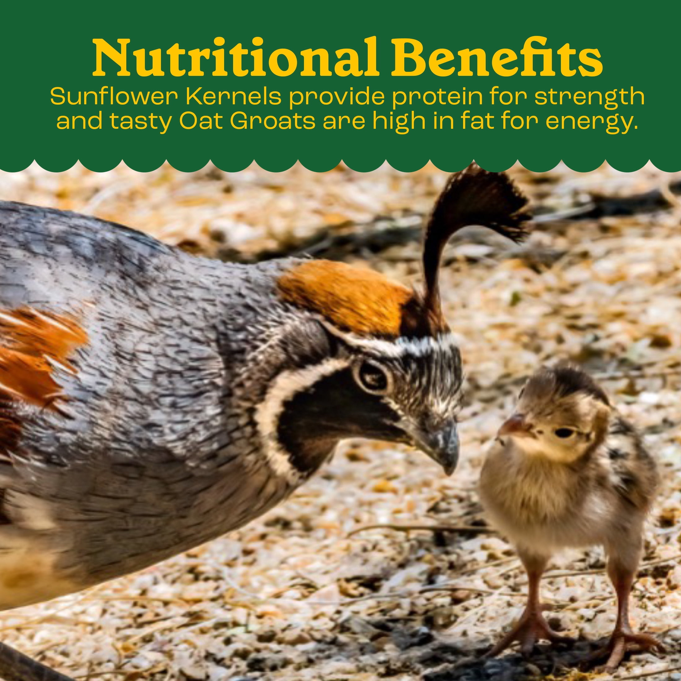 Pennington Classics Dove & Quail Food, Wild Bird Seed Mix, 5 Pounds