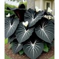 thumbnail image 4 of HJADGG Chlorisium Caladium Seeds for Planting, 300/500 Seeds, Elephant Ears Perennial Hosta, 4 of 6