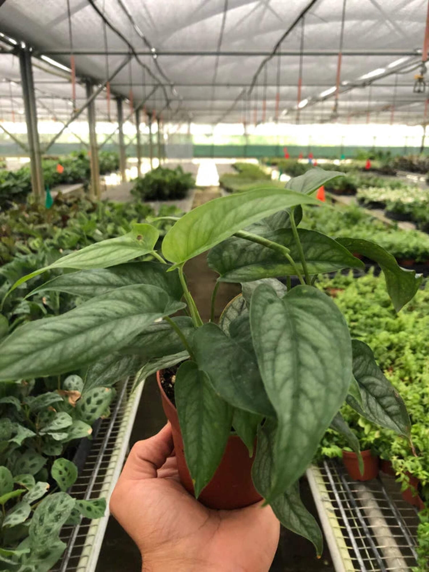 Monstera 'Siltepecana', 4" Pot, Indoor Houseplant, Easy Care, Live Plant for Indoor & Outdoor