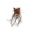 thumbnail image 2 of 3 Astilbe Deutschland Bareroot Plant, 2 of 3