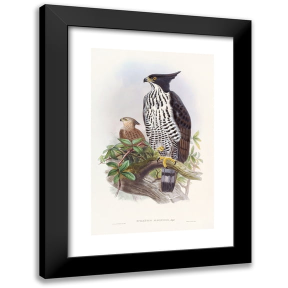 John Gould 13x18 Black Modern Framed Museum Art Print Titled - Black-And-White Crested Eagle (1850-1883)
