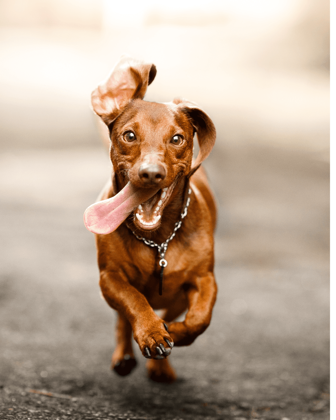 Purina Puppy Chow Salmon Training Treats Sm. Bag - 3 Pack | MerlinsMart Zine, Percy Loves Pal Furresher, & Dog Toy