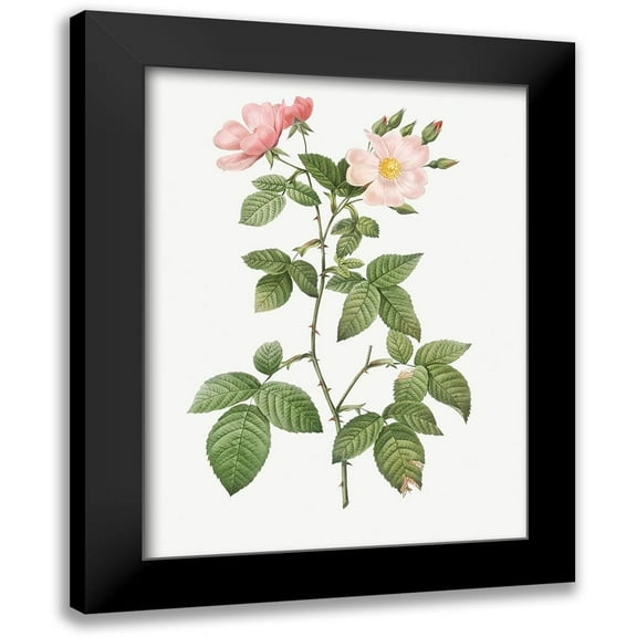 Redoute, Pierre Joseph 12x14 Black Modern Framed Museum Art Print Titled - Rosa glauca, Rosebush with Bramble Leaves, Rosa rubifolia
