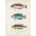 thumbnail image 2 of Vision Studio 24x32 Black Ornate Wood Framed with Double Matting Museum Art Print Titled - Antique Fish Trio II, 2 of 4