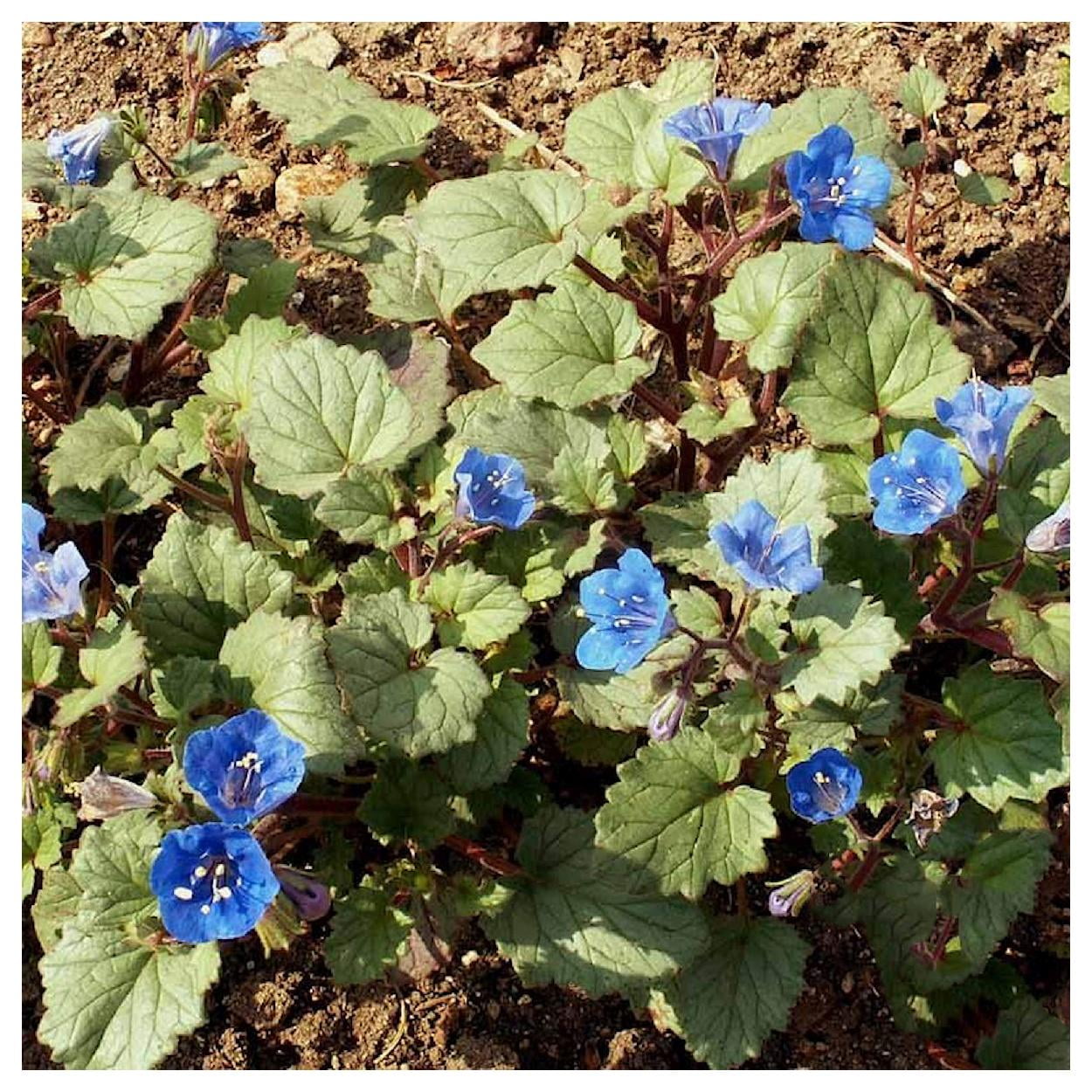 Everwilde Farms - 1/4 lb California Bluebell Native Wildflower Seeds - Gold Vault Bulk Seed Packet