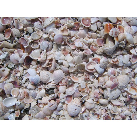 Kraft "Beach Shells" Wall Decal