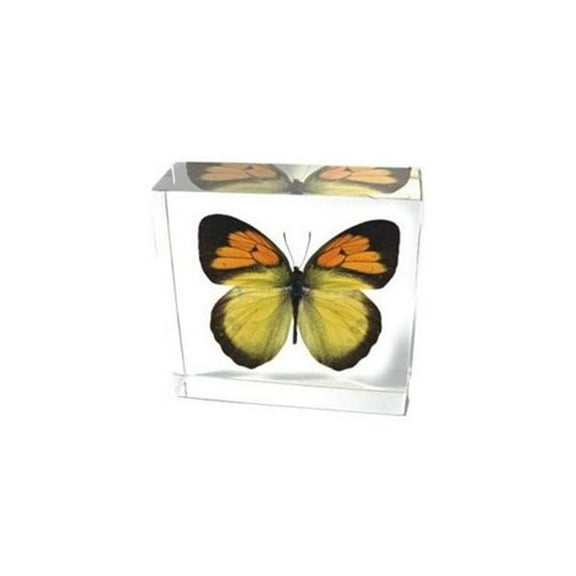 ED SPELDY EAST BF02 Paperweight  Butterfly  Yellow Orange Tip