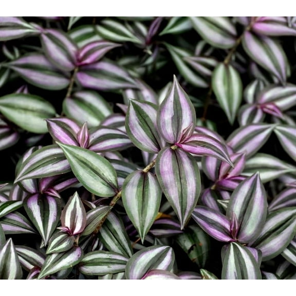 4 Purple and Silver Wandering Jew Cuttings for Planting - Tradescantia Zebrina Plant - Easy to Grow Indoor Outdoor Plant