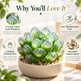 thumbnail image 3 of Succulent Plant Bare Root,Low Maintenance-Decoration, Ideal for Beds Borders, Plant Pots & Planters`, 3 of 7