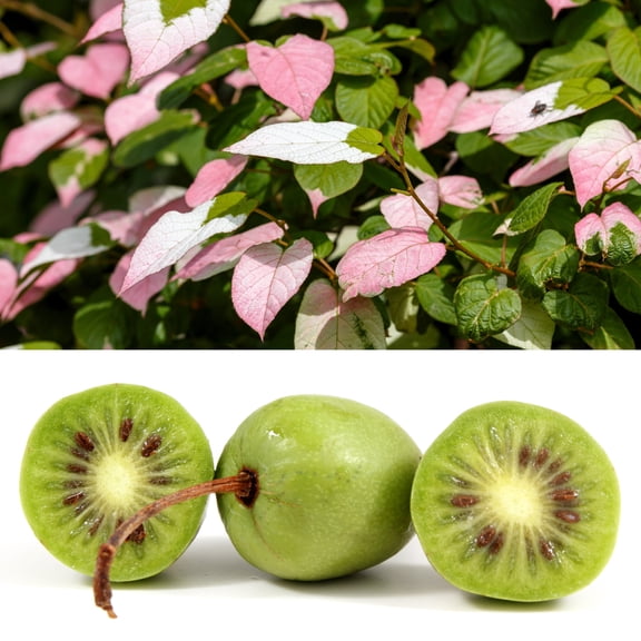 20 Seeds Variegated ARCTIC BEAUTY KIWI Fruit Edible Actinidia Kolomikta Vine Seeds