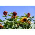 thumbnail image 4 of Autumn Beauty Sunflower Seeds - 150+ Heirloom Non-GMO Seeds | Easy to Grow Vibrant Fall Blooms, Perfect for Pollinator Gardens & Cut Flowers | (Isla's Garden Seeds), 4 of 7