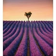 thumbnail image 2 of Tree Duvet Cover Set, Lavender Flowers Blooming Field and a Tree Uphill on Sunset Valensole France Print, Decorative 3 Piece Bedding Set with 2 Pillow Shams, Calking Size, Purple Peach, by Ambesonne, 2 of 2