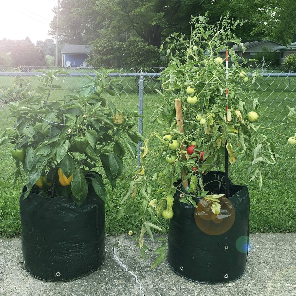 Tomato Flower Vegetable Growing Bags Plant Container Aeration Fabric Pots with Flap Velcro Window /& Handles Aebitsry 3 Pack 10 Gallon Potato Grow Bags Breathable Non-Woven Cloth Black Green Red