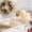 A, variant on Luxcidy Gingerbread Wine Glass Christmas Champagne 9.45in, Holiday Flute for Xmas Party Dinner Gift Set Gingerbread