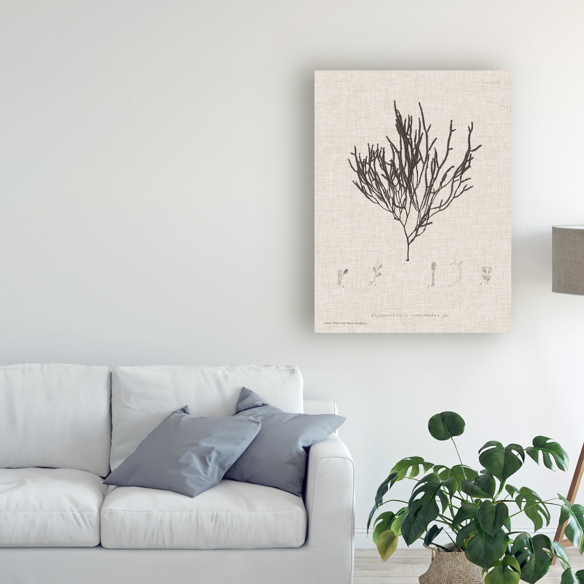 Trademark Fine Art 'Charcoal And Linen Seaweed IV' Canvas Art by Henry Bradbury