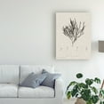 thumbnail image 3 of Trademark Fine Art 'Charcoal And Linen Seaweed IV' Canvas Art by Henry Bradbury, 3 of 4