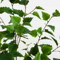 thumbnail image 3 of Nearly Natural 5ft. Artificial Birch Tree with Real Touch Leaves, 3 of 7