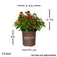 thumbnail image 3 of Southern Living Red Little Lucky Lantana Live Shrub in 2.5-Quart Grower Pot, 3 of 11