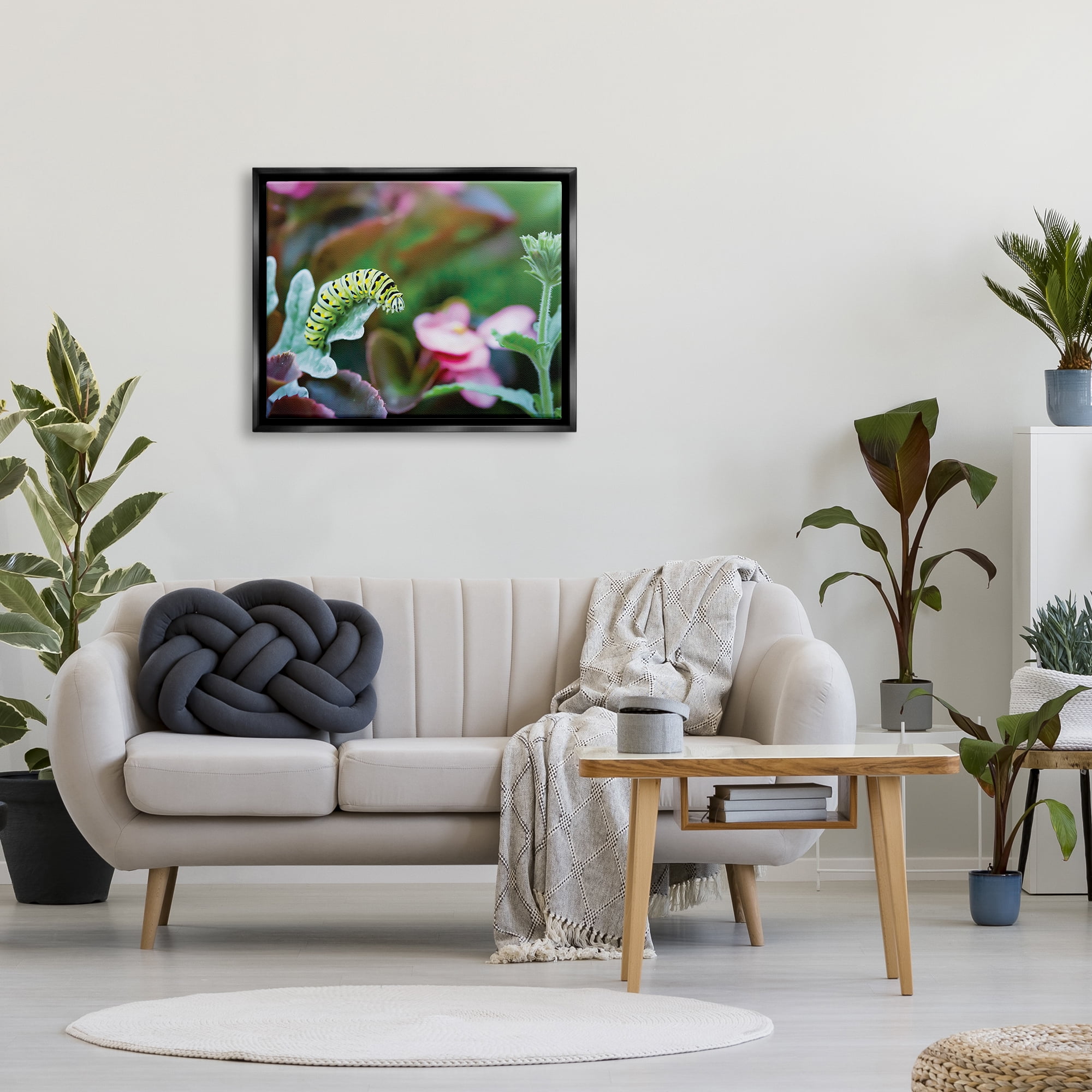 Stupell Industries Caterpillar Nature Photography Animals & Insects Photography Black Floater Framed Art Print Wall Art, 31 x 25
