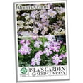 thumbnail image 3 of Mountain Phlox Flower Seeds, 1000+ Flower Seeds Per Packet, Non GMO & Heirloom Seeds,  Scientific Name: Phlox austromontana, 3 of 8