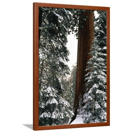 Giant Forest, Giant Sequoia Trees in Snow, Sequoia National Park, California, USA Framed Print Wall Art By Inger