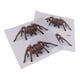 thumbnail image 3 of 2 piezas transparente mate pegatinas acuario pared fondo Jinwen Vinilo decorativo reptil, 3 of 8