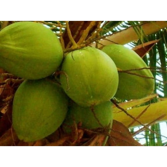COCONUT (Green) hawaiian plant palm tree Cocos nucifera ready to pot,1 live SEED