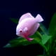 thumbnail image 1 of Peces Luminosos Para Acuario, Peces Artificiales Para Acuario De Peces Falsos, 4 Uds. Hogar Para Pecera, Acuario, Jardín, Oficina ANGGREK Otros, 1 of 8