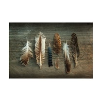 Trademark Fine Art 'Feather Collection I' Canvas Art by Sue Schlabach