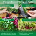thumbnail image 6 of Organo Republic Broccoli Sprouting & Microgreens Seeds 8oz - 65,000 Non-GMO Heirloom Seeds, 6 of 6