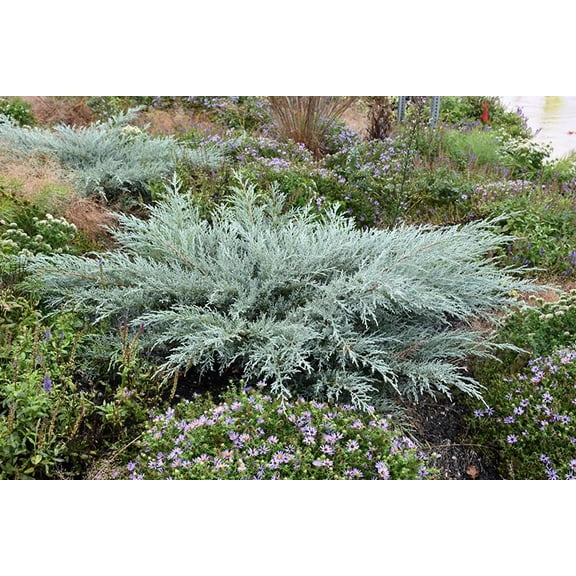 Grey Owl Eastern Redcedar-Hardy Evergreen Shrub for Your Garden 3 Gallon