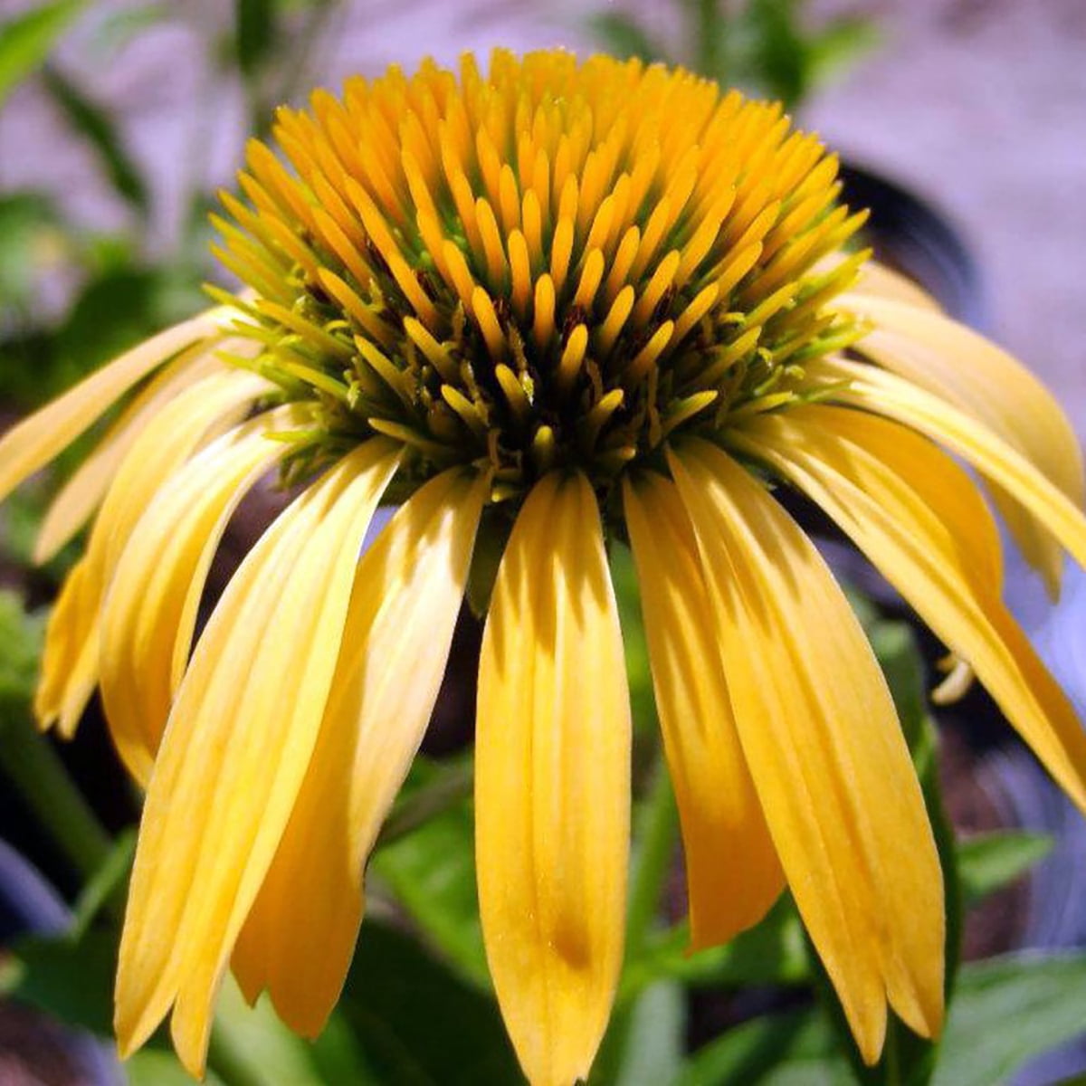 Big Sky™ Harvest Moon Coneflower Perennial Echinacea Live Plant 4" Pot