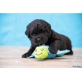 thumbnail image 2 of Spunky Pup Clean Earth Turtle Small Plush Dog Toy, 2 of 5
