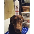 thumbnail image 4 of Warren London - Exfoliating Butter Wash Dog Shampoo - Pomegranate & Fig - 8 oz, 4 of 7