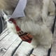 thumbnail image 5 of Pajarita ajustable para perros y gatos, ropa para mascotas, Collar de corbata para perros pequeños, accesorios de aseo para cachorros MFZFUKR CPB-US-YY34-2, 5 of 5