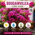2 Raspberry Ice Bougainvillea Plants, Flower Live Plant, 4-7