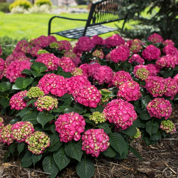 Brighter Blooms - Endless Summer® Summer Crush® Hydrangea, 1 gal - No Shipping to AK, AZ, HI
