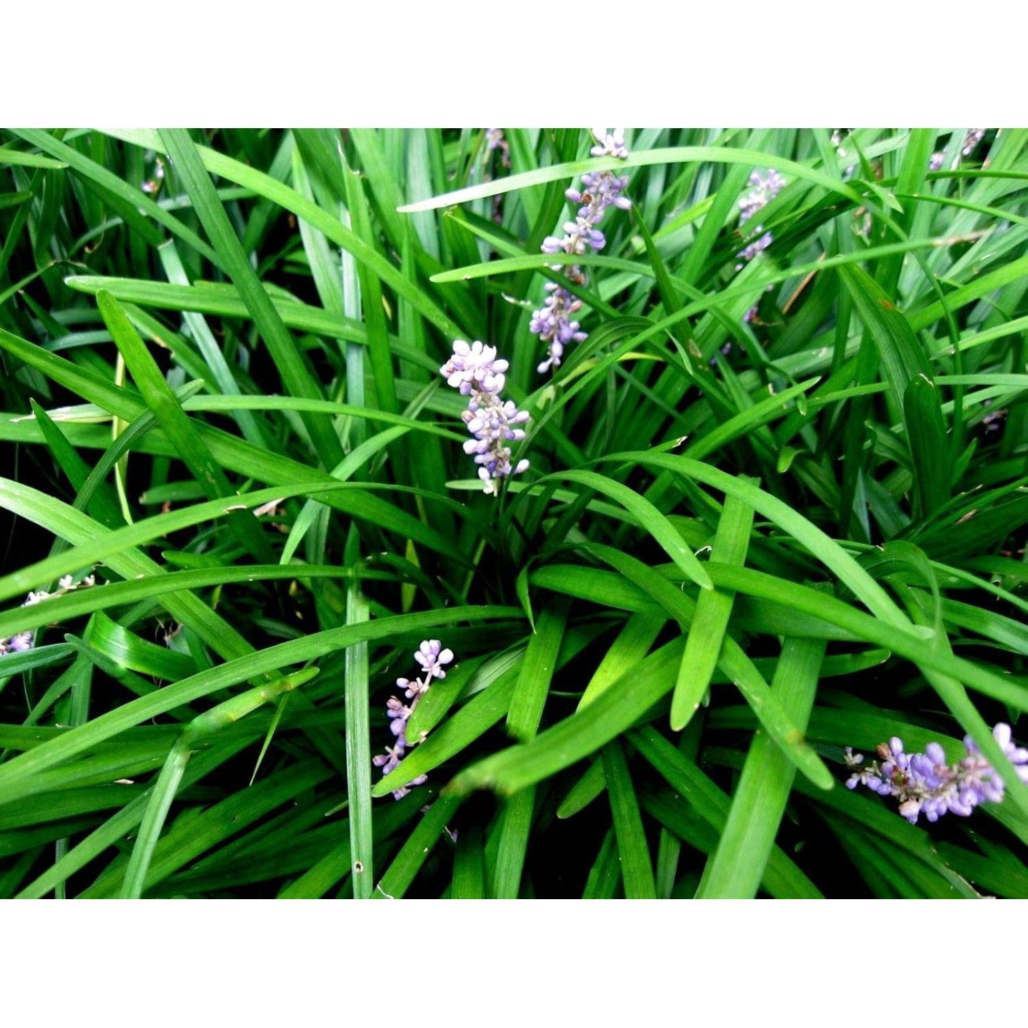 50 Monkey Grass Plants, Liriope, Bare Root Plants, Evergreen Border ...