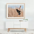 thumbnail image 4 of Red-winged Blackbird Calling - Photography Bird Wildlife Nature Animal Woodland Scenic Autumn Oak Framed Wall Art Print 16 x 20 inches, 4 of 5