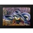 thumbnail image 2 of Fitzharris, Tim 18x13 Black Modern Framed Museum Art Print Titled - Common Garter snake, 2 of 5